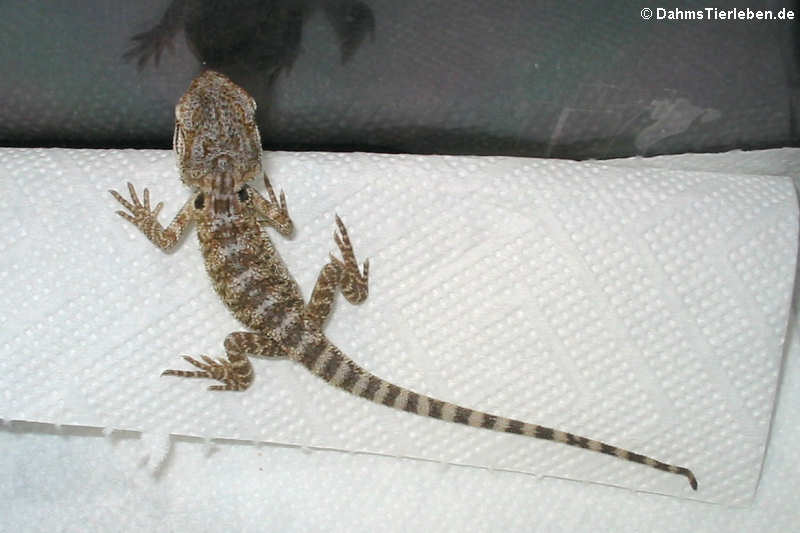 Pogona vitticeps