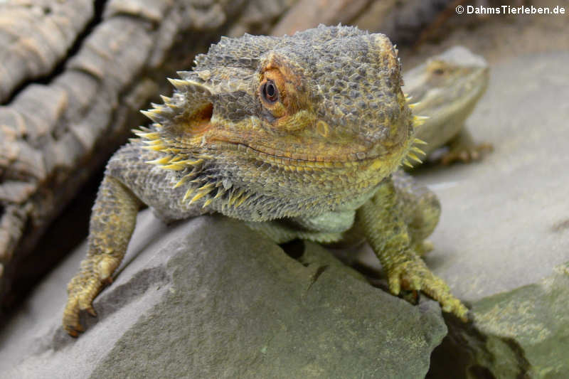 Bartagame (Pogona vitticeps)