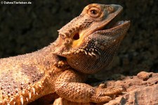 Streifenköpfige Bartagame (Pogona vitticeps) bei DahmsTierleben