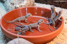 Streifenköpfige Bartagame (Pogona vitticeps) bei DahmsTierleben