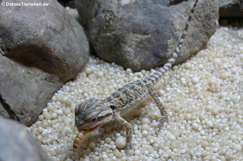 Pogona vitticeps