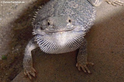 Bartagame (Pogona vitticeps)