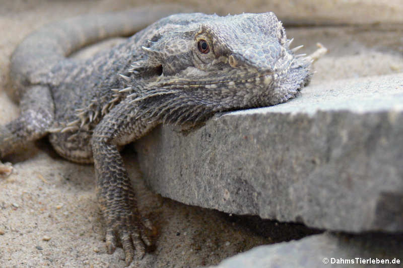 Bartagame (Pogona vitticeps)