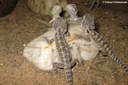 Pogona vitticeps