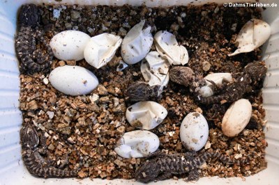 Die jungen Bartagamen (Pogona vitticeps) schlüpfen