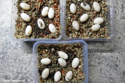 Eier im Inkubator