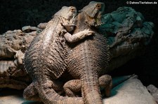 Streifenköpfige Bartagame (Pogona vitticeps) bei DahmsTierleben