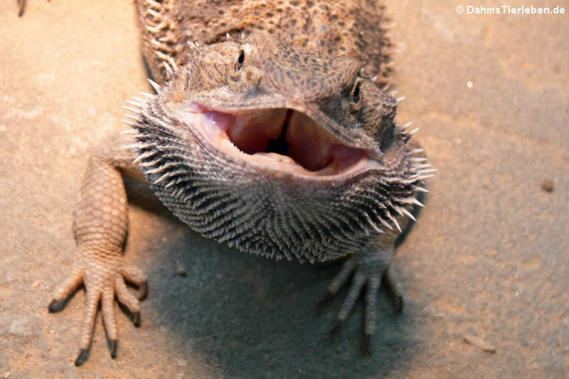 Bartagame (Pogona vitticeps)