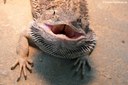 Pogona vitticeps