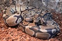 Python regius