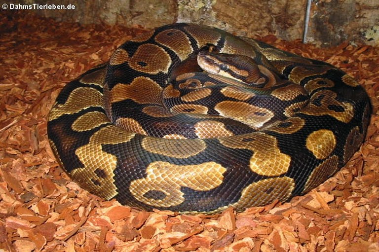 Python regius