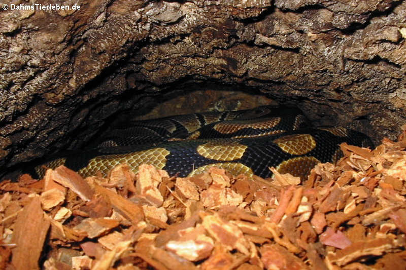 Königspython in einer Höhle