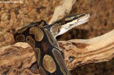 Königspython (Python regius) bei DahmsTierleben