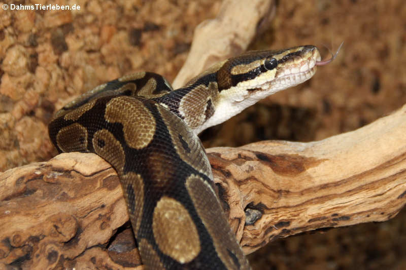 Königspython (Python regius)