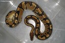 Python regius