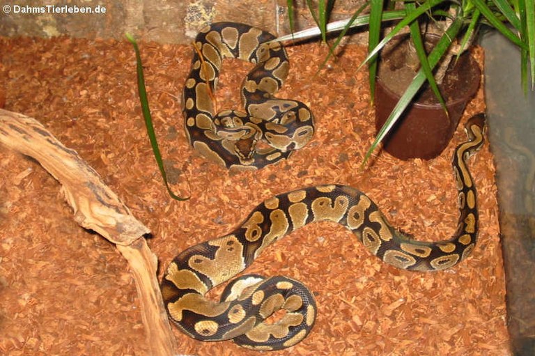 Python regius