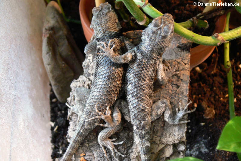 Wüsten-Stachelleguane im Terrrarium