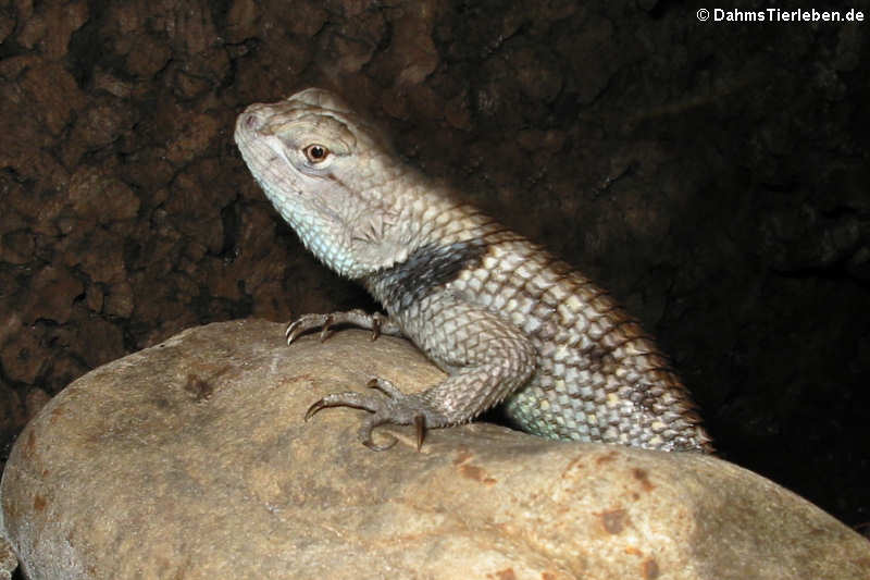 Wüsten-Stachelleguan im Terrrarium