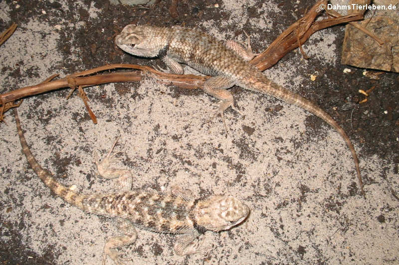 Wüsten-Stachelleguane im Terrrarium