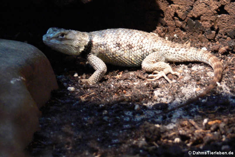 Wüsten-Stachelleguane im Terrrarium