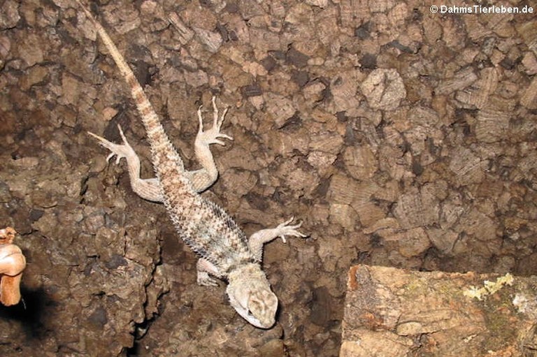 Sceloporus magister