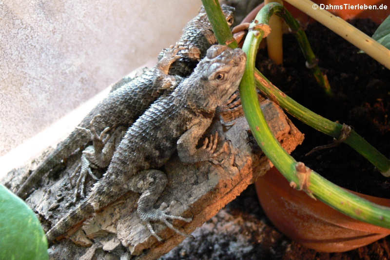 Wüsten-Stachelleguane im Terrrarium