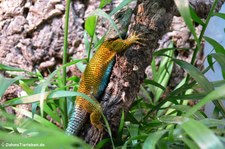 männlicher Malachit-Stachelleguan (Sceloporus malachiticus) bei DahmsTierleben