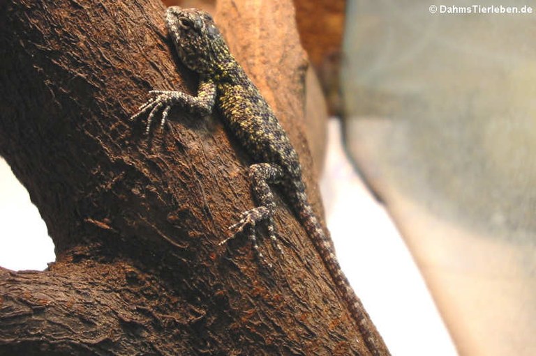 Sceloporus malachiticus