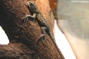 Sceloporus malachiticus