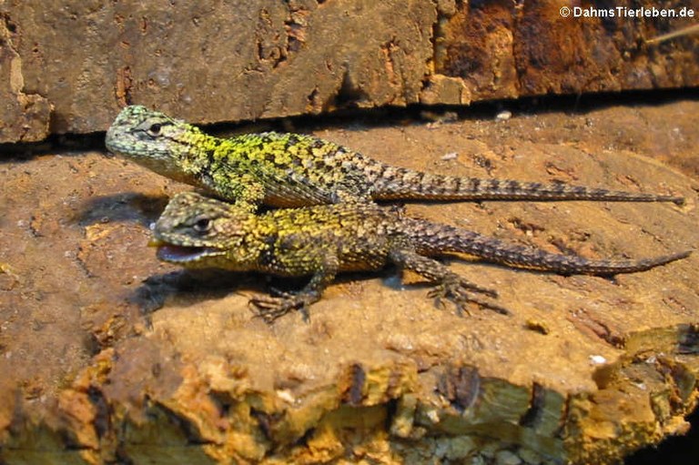 Sceloporus malachiticus