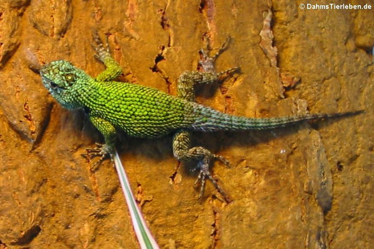 Sceloporus malachiticus