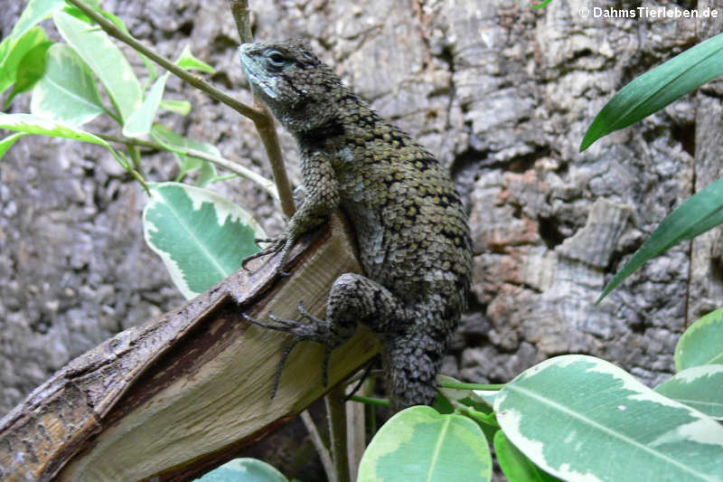 Sceloporus malachiticus