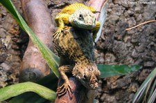 Malachit-Stachelleguane (Sceloporus malachiticus) bei DahmsTierleben