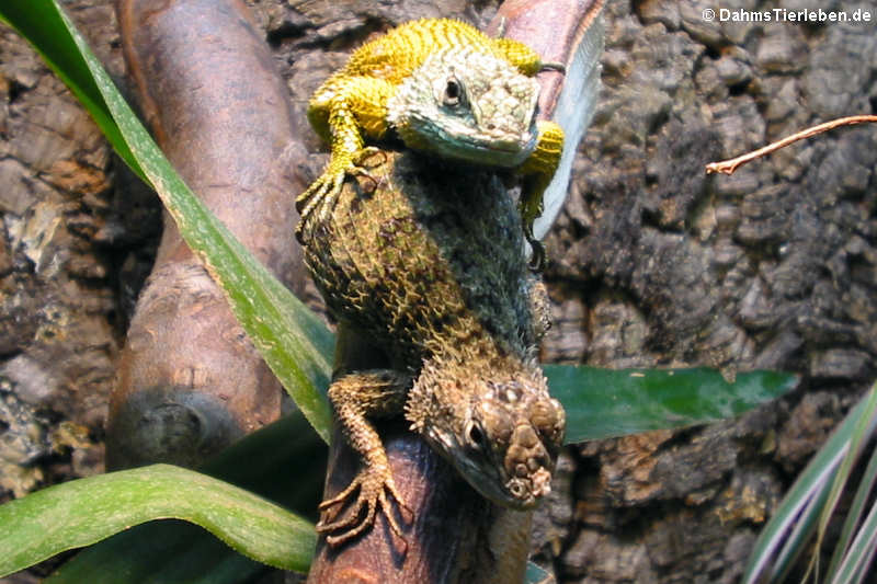 Sceloporus malachiticus