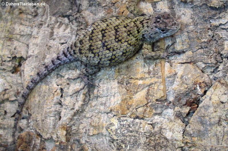 Sceloporus malachiticus