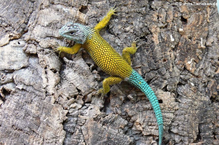 Sceloporus malachiticus