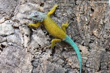 männlicher Malachit-Stachelleguan (Sceloporus malachiticus) bei DahmsTierleben