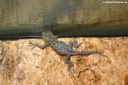 Sceloporus malachiticus