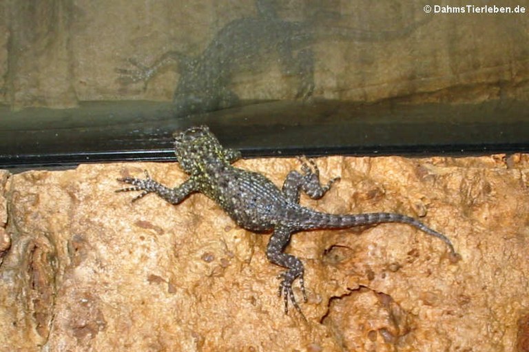 Sceloporus malachiticus