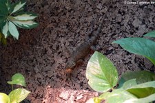 weiblicher Malachit-Stachelleguan (Sceloporus malachiticus) bei DahmsTierleben