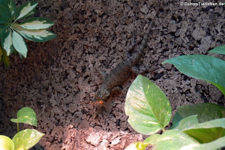 Sceloporus malachiticus