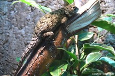 weiblicher Malachit-Stachelleguan (Sceloporus malachiticus) bei DahmsTierleben