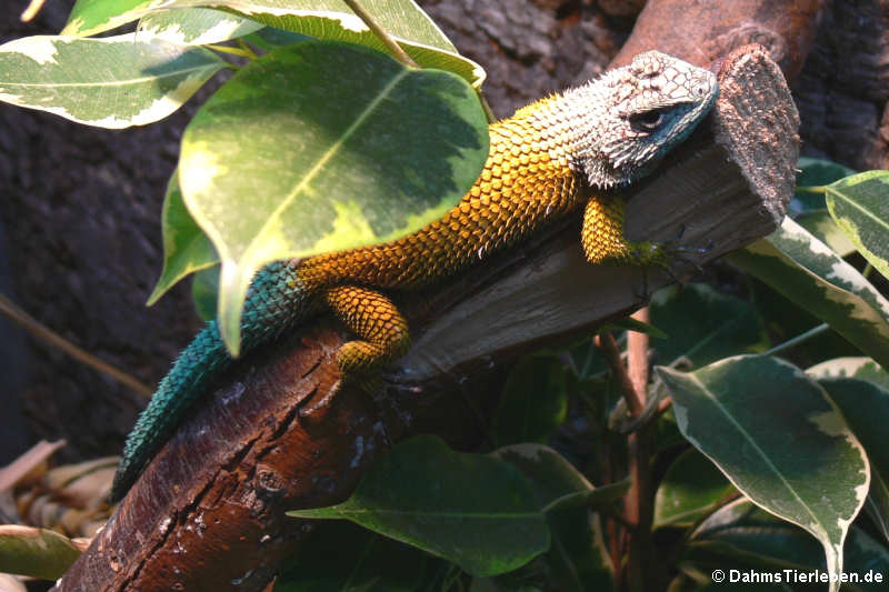 Sceloporus malachiticus