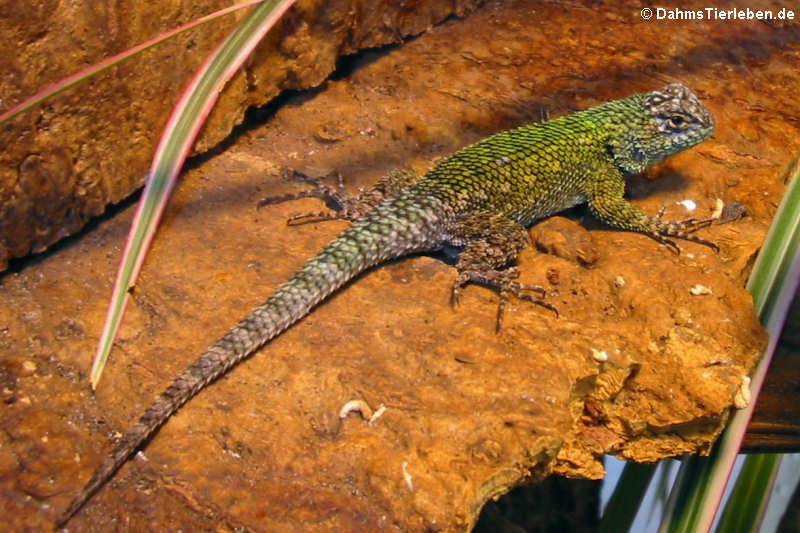 Sceloporus malachiticus