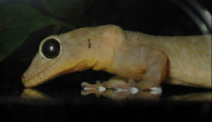 Gelbrückengecko