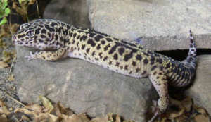 Leopardgecko