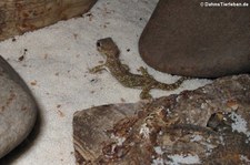 Dünnfingergecko (Stenodactylus sthenodactylus) bei DahmsTierleben