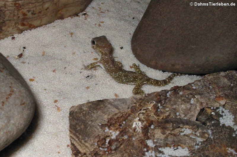 Dünnfingergecko im Terrarium