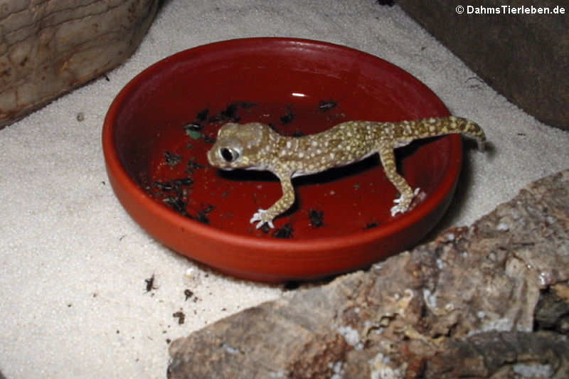 Dünnfingergecko im Terrarium