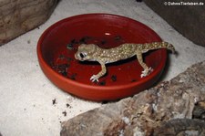 Dünnfingergecko (Stenodactylus sthenodactylus) bei DahmsTierleben